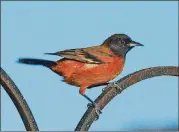  ?? DOMINIC SHERONY / CREATIVE COMMONS CONTRIBUTE­D BY ?? Orchard orioles (like the male shown here) are some of Georgia’s earliest spring-nesting birds to head back south for the winter. Orchard orioles will be gone from the state by late August, already back in their winter homes as far south as Colombia in South America.