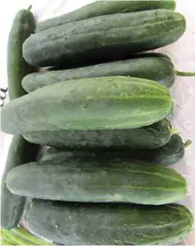  ??  ?? Jen Jen is a cucumber variety grown by Arvisu.