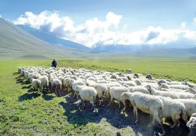  ??  ?? le vie appenninic­he che da millenni i pastori percorrono con le loro greggi dalle alture dell’Abruzzo alle pianure pugliesi, passando per l’Alta Irpinia e il Sannio