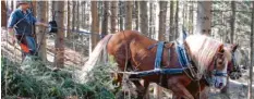  ?? Foto: Manfred Modl ?? Süddeutsch­e Kaltblüter sind als feingliedr­ige, geländegän­gige und genügsame Tiere für das Rücken von Holz im Wald besonders gut geeignet.