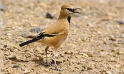  ?? SHAHAB CHERAGHI/TASTEIRAN ?? But where is the habitat of Iranian ground jay?