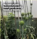 ??  ?? My leek plants have good quality heads of bulbils