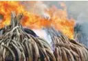  ??  ?? Kenya burnt 100 tonnes of ivory in April.