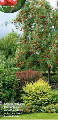  ??  ?? Honeysuckl­e Graceful rowan trees provide dangling clusters of berries, loved by blackbirds