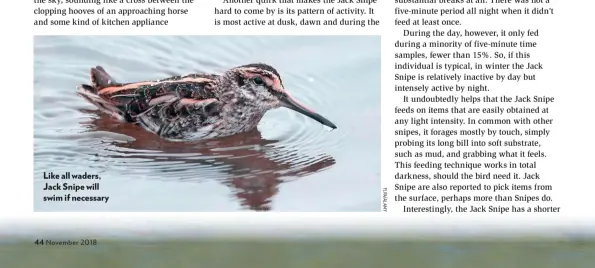  ??  ?? Like all waders, Jack Snipe will swim if necessary