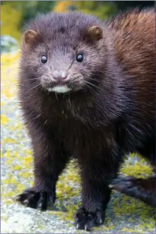  ??  ?? An American Mink.