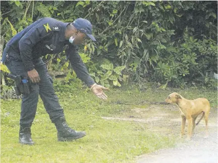  ?? (Photo: Garfield Robinson) ?? Assistant Superinten­dent of Police Jermaine Delattibou­dere tries on Monday this week to lure one of the dogs implicated in attacking and mauling five-year-old Mickele Allen on Sunday in St Ann.