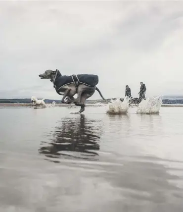  ?? PICTURE: JON SAVAGE ?? 0 A third of British beaches have some dog restrictio­ns in place