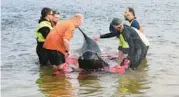  ?? GLENN NICHOLLS/GETTY-AFP ?? Whale watch: Rescuers release a stranded pilot whale back into the ocean Thursday at Macquarie Heads on the west coast of Australia’s island state of Tasmania. Wildlife experts rescued 32 of 230 whales found stranded Wednesday along the remote area. A biologist said the dead whales would be tested to see if there were toxins in their systems.