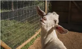  ?? Photograph: Anadolu Agency/Getty ?? The study looked at six species, including goats.