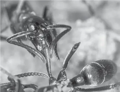  ?? Tribune News Service ?? ABOVE:
A Matabele ant treats the wounds of a mate whose limbs were bitten off during a fight with termite soldiers.