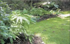  ?? PHOTO BY WOLFGANG MARQUARDT ?? Instead of grass, moss makes a beautiful lawn near a woodland area at Gardens Oy Vey planted with ferns and hydrangeas.