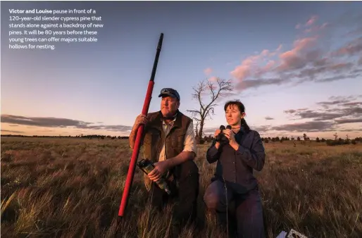  ??  ?? Victor and Louise pause in front of a 120-year-old slender cypress pine that stands alone against a backdrop of new pines. It will be 80 years before these young trees can offer majors suitable hollows for nesting.