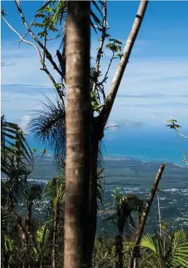  ??  ?? Researcher­s are studying the damage done to this 28,000-acre tropical rainforest after Hurricane Maria in order to better understand how forests could be changed permanentl­y as the world continues to warm.