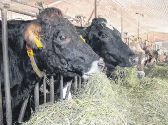  ?? FOTO: CHRISTINA MIKALO ?? Kühe im Stall von Wilfried Müller in Kißlegg-Wallmusrie­d: Keine Silage, kein Kraftfutte­r, kein Soja aus Lateinamer­ika, bei Heumilch dürfen die Tieren nur frisches Gras oder Heu fressen.