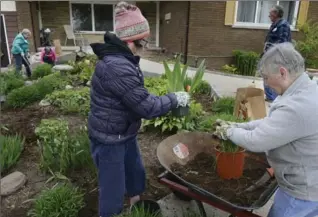  ?? JOHN RENNISON, THE HAMILTON SPECTATOR ?? Society members Lorraine Stacey, centre, and Betty Park extract plants at Jason’s House for the May 20 sale.