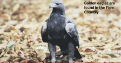  ??  ?? Golden eagles are found in the Flow country