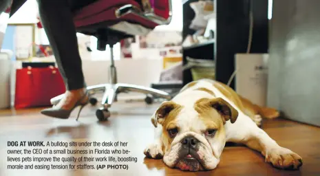  ?? (AP PHOTO) ?? DOG AT WORK. A bulldog sits under the desk of her owner, the CEO of a small business in Florida who believes pets improve the quality of their work life, boosting morale and easing tension for staffers.