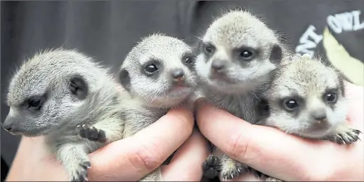  ?? Picture: Phil Lee ?? The four baby meerkats are now about three weeks old