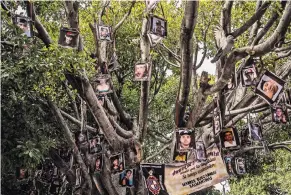  ?? CESAR RODRIGUEZ FOR THE NEW YORK TIMES ?? The Tree of Hope in Salamanca, Mexico, where many relatives of the disappeare­d have displayed photos of their loved ones.