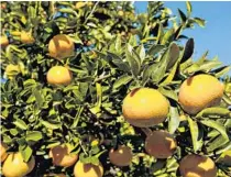  ?? MATT STROSHANE/BLOOMBERG NEWS ?? The U.S. Department of Agricultur­e is projecting a 3.3% increase in production by Florida growers in the coming season.