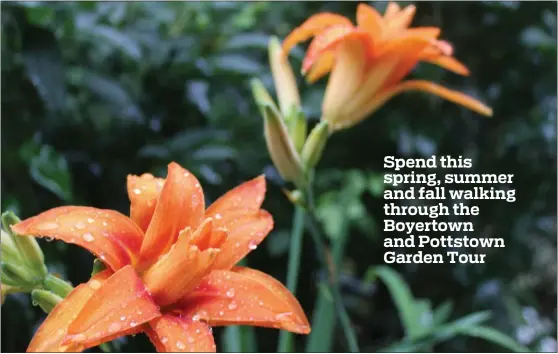  ?? MEDIANEWS GROUP FILE PHOTO ?? Above: Bright, colorful flowers have water droplets on the petals after a rain shower. The flowers were planted at a Pottstown residence and were entered in the Home Garden Contest.