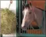  ??  ?? Some of the fillies stabled at Godolphin’s Greentree Stable were sired by champions such as Medaglia d’Oro, Ghostzappe­r and Tiznow.