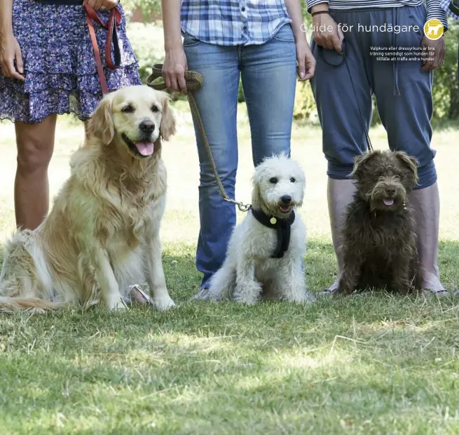  ??  ?? Valpkurs eller dressyrkur­s är bra träning samtidigt som hunden får tillfälle att träffa andra hundar