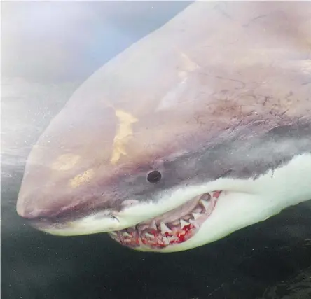  ?? GREG SKOMAL / THE ASSOCIATED PRESS / NOA ?? A great white shark. Scientists are trying to determine whether Nova Scotia may be a second mating site for Atlantic white sharks, something that could be key to protecting the endangered species.