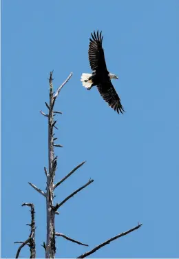  ??  ?? A bald eagle that hovers in the Eel River area is often seen feasting on the lampreys, part of the strange looking fishes’ benefit to the environmen­t.