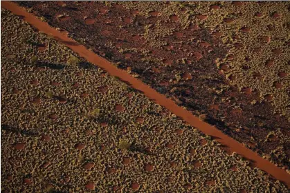  ?? ?? Fairy circles or termite pavements in spinifex east of Newman on Nyiyaparli country in Western Australia. Photograph: Supplied/ University of Western Australia