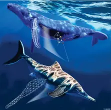  ?? (NYT) ?? A CGI Image of a whale and an ichthyosau­r