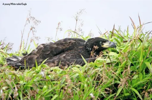  ??  ?? A young White-tailed Eagle