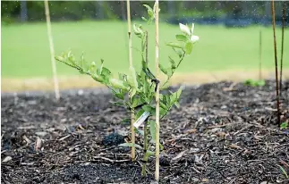  ??  ?? Children who visit the garden will learn how to plan the garden and what crops to plant in each season.