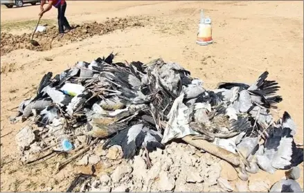  ?? PREY VENG INFORMATIO­N DEPARTMENT ?? Dead birds at Boeung Sne in Prey Veng province in March.