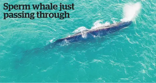  ?? Photo / Bevan O’Connor ?? The sperm whale was spotted off the coast of Haumoana and Te Awanga.