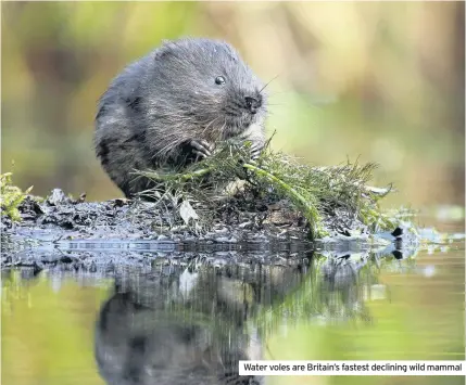  ??  ?? Water voles are Britain’s fastest declining wild mammal