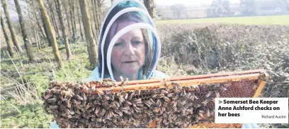  ?? Richard Austin ?? Somerset Bee Keeper Anne Ashford checks on her bees