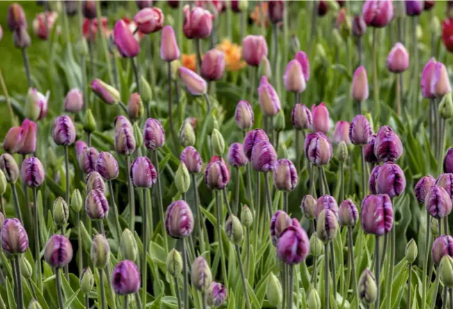  ??  ?? Their closed heads bobbing above a sea of upright leaves, tulipa ‘Columbine’ make a striking spring display.