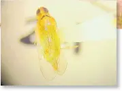  ?? WILFREDO LEE/ASSOCATED PRESS ?? A plant-hopper insect that is thought to transmit a lethal bronzing disease to palm trees is viewed through a microscope at a lab in Davie, Florida.