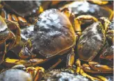  ?? Gabrielle Lurie / The Chronicle 2019 ?? To get Dungeness crab on your Thanksgivi­ng table, you’ll have to catch it yourself this year. The state has delayed the season to protect whales.