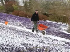  ?? (PA) ?? Gardner Chris Orton tends to the Crocus garden at Wallington Hall in Northumber­land.