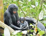  ?? [Maud Mouginot] ?? Bonobo-Weibchen sind nicht wie Schimpansi­nnen Objekte männlicher „Koalitione­n“.