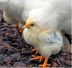  ??  ?? Newly-hatched chicks have a yellowy blush before their feathers turn white and their plumage markings fully emerge.