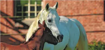  ?? FOTO: BOISELLE ?? Eine Herde von rund 30 Warmblutst­uten und 20 Vollblutar­aberstuten mit ihrer Nachzucht sind das Ergebnis jahrzehnte­langer intensiver züchterisc­her Arbeit im Hauptgestü­t Marbach.