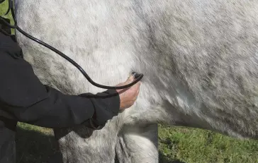  ??  ?? Throughout the conditioni­ng process, monitor your horse’s vital signs, including checking his pulse with a stethoscop­e or his digital artery beneath his fetlock.