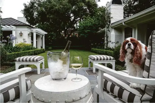  ?? Photos by Karen Warren / Staff photograph­er ?? George the King Charles Spaniel sits in one of the chairs where Elizabeth and John King spend time enjoying their expansive garden.