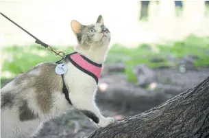  ?? DIANE BONDAREFF THE ASSOCIATED PRESS FILE PHOTO ?? This isn’t Remy, but he isn’t the only cat that’s up for exploring. The website Adventure Cats is a resource for “outdoorsy cat lovers” and chronicles the adventures of felines across the U.S.