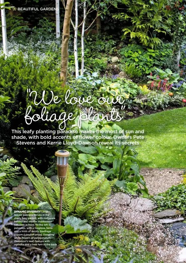  ??  ?? DYNAMIC DIVERSITY Largeleave­d gunnera thrives in the shady bog garden, with rodgersia behind and smaller Astilboide­s tabularis in front. To the left is petasites, with a foxglove, ferns and a froth of dainty Saxifraga urbium (London pride). Dangling...