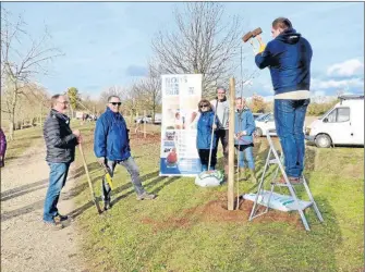  ??  ?? On plante, bien droit, avec tuteur.